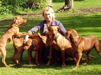 Magyar Vizsla Hunde