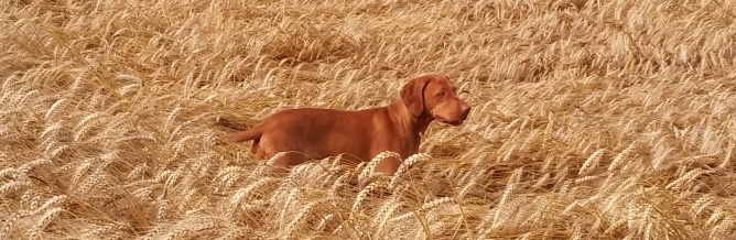 magyar vizsla im Getreidefeld